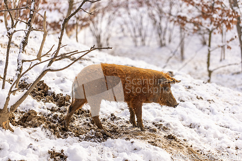 Image of Cute young mangalitsa