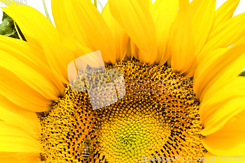 Image of annual sunflower , close-up