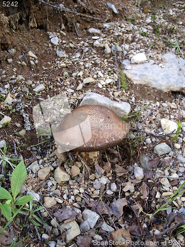 Image of 