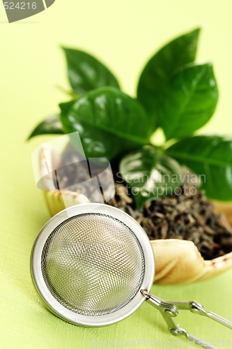 Image of green tea