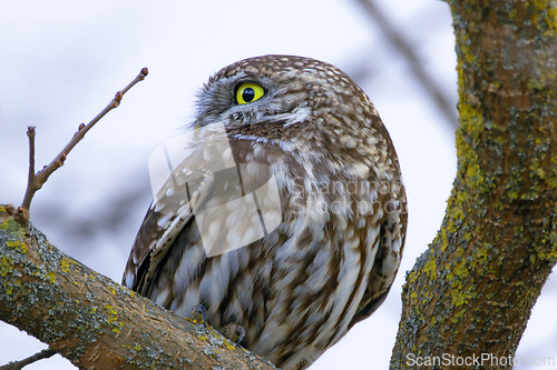 Image of closeup of little owl on a branch