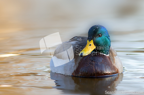 Image of colorful mallard drake closeup