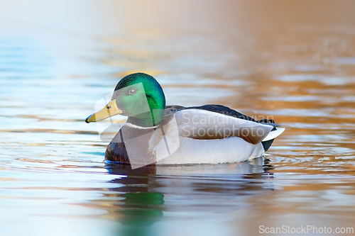 Image of colorful mallard drake on pond