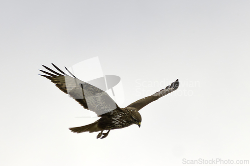 Image of common buzzard in flight