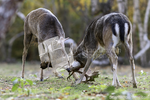 Image of fallow deer stags fighting in mating season