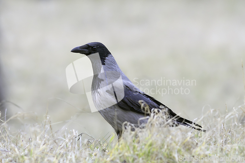 Image of hooded crow on faded meadow