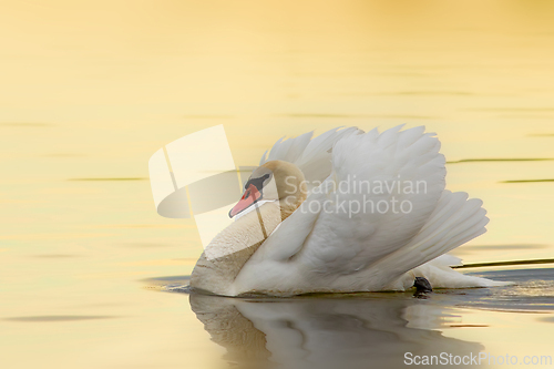 Image of mute swan in beautiful sunrise orange light