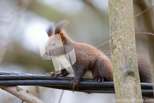 Image of red squirrel on electric cable