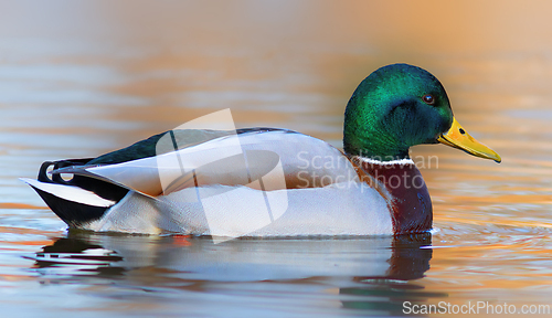 Image of side view of mallard duck on water surface