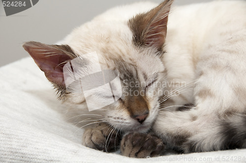 Image of Sleeping kitten