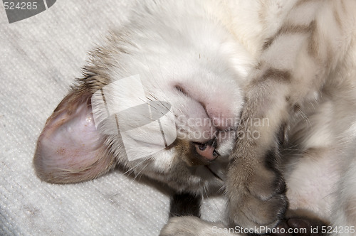 Image of Sleeping kitten