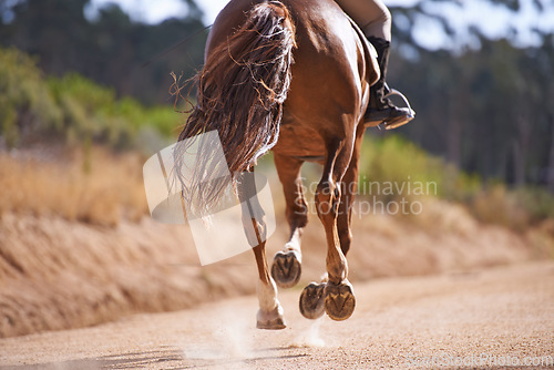 Image of Person, horse and running for horseback riding in texas, countryside and sport training. Farm, rural and nature in outdoor, adventure and animal livestock with jockey, pet care and dirt road