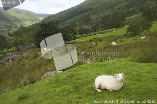 Image of Sheep in green fields (room for text)