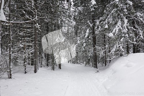 Image of Winter