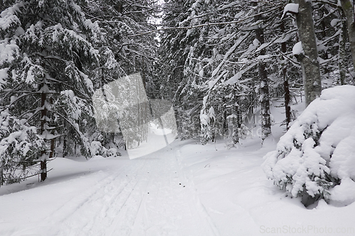 Image of Sn&oslash;