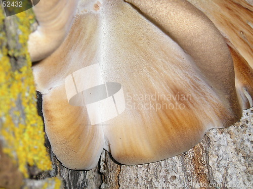 Image of Tree Fungus