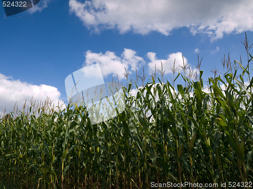 Image of Corn field at the end of summer