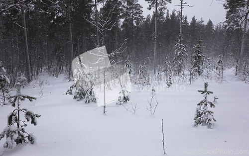 Image of Sn&oslash;