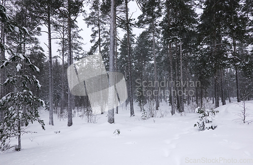 Image of Vinter i skogen