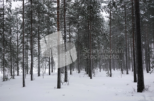 Image of Vinter