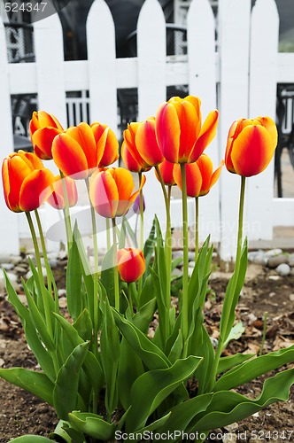 Image of Tulips in spring garden