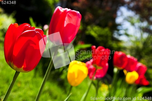 Image of Tulips in spring garden