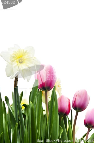 Image of Tulips and daffodils on white background