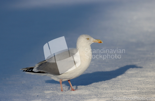 Image of Gr&aring;m&aring;ke