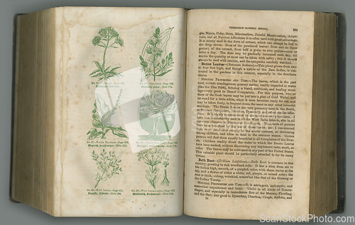Image of Old book, plants and vintage herbs in literature for medical study, biology or ancient pages against studio background. Historical novel, botanical journal or research of natural medieval remedy