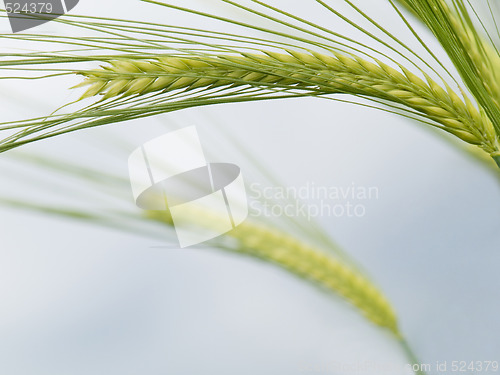 Image of Green wheat field