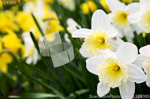 Image of Daffodils