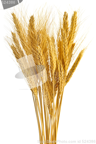 Image of Isolated wheat ears