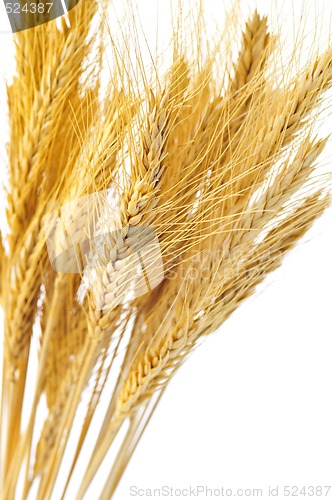 Image of Isolated wheat ears