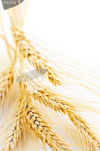 Image of Wheat ears