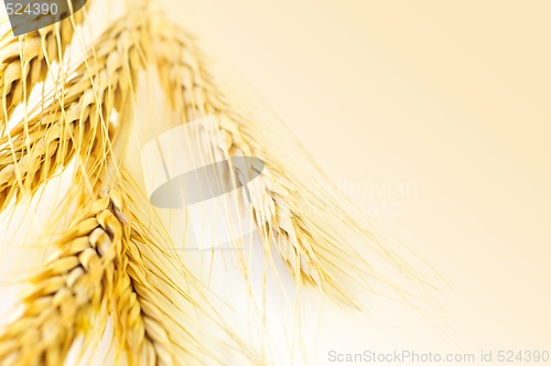 Image of Wheat ears