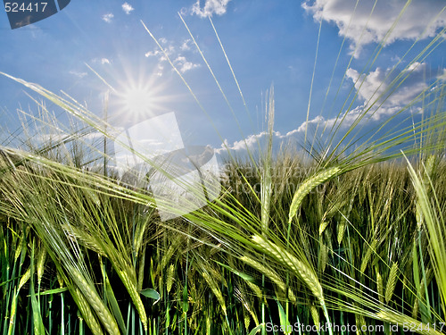 Image of Green wheat field