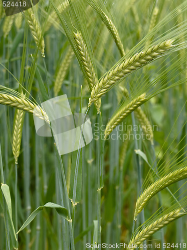 Image of Green wheat field