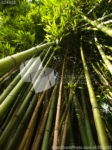 Image of Bamboo trees