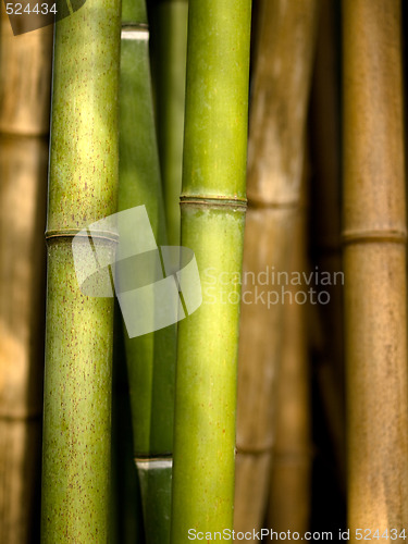 Image of Bamboo shoots