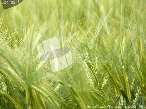 Image of Green wheat field
