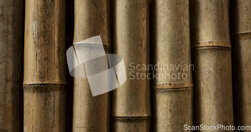 Image of Closeup, nature and bamboo in an environment in Japan for ecology, natural textures and culture. Tree, pattern and color from foliage, forest landscape and the woods in a Japanese garden for botany