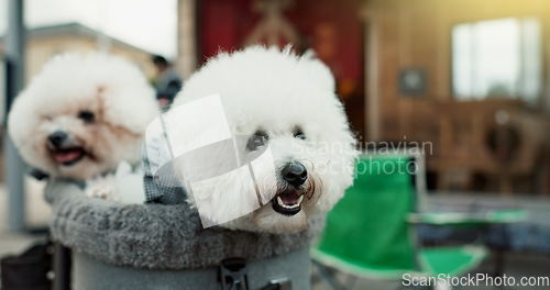 Image of Miniature poodle, dog and pet bag for transport, travel and safety with care, love and together for training. Animal, puppies and carrier for commute with security, wellness and health in Tokyo