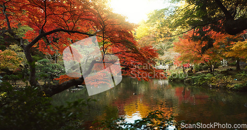 Image of Trees, garden and lake in landscape and environment, Japanese park with red and green foliage or leaves. Plants, forest and water, nature and land with scenic view, summer or spring for peace outdoor