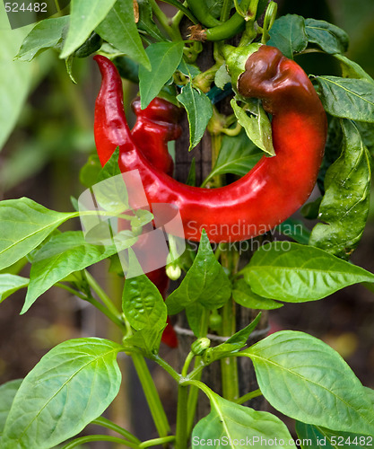 Image of Red chilli pepper in garden