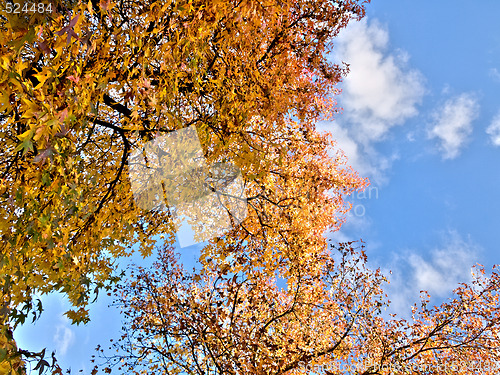 Image of Beautiful  autumn tree