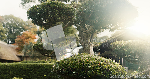 Image of Trees, nature and sunshine, landscape and environment with park in Japan, green and lens flare. Garden, Earth and landscaping, natural background for travel and tourism with location or destination