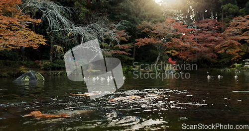 Image of Koi pond, trees and nature with landscape and environment, ducks and fish with sunshine and park in Japan. Garden, Earth with lake or water background, location or destination for travel and tourism