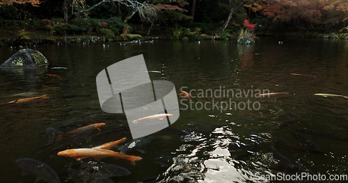 Image of Koi pond, water and nature with landscape and environment, fish with ripples and park in Japan. Outdoor garden, Earth with lake and background, location or destination for travel and tourism