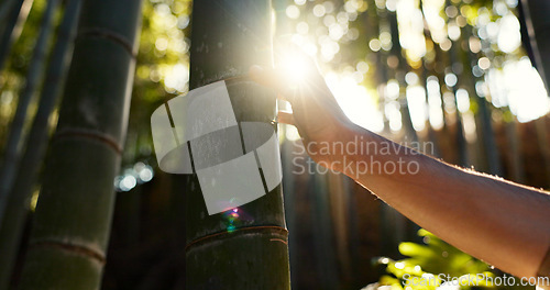 Image of Person, touch and tree in bamboo forest, sunshine and lens flare for hiking with connection to nature. Hiker, trekking and environment with hand on adventure, walk or journey in tropical rainforest