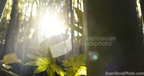 Image of Forest, trees and landscape with sunshine, lens flare and growth for leaves, plants and nature in spring. Tropical rainforest, woods and sunrise with sustainability, ecology and environment in Brazil